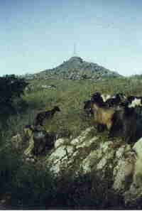 Der Pantokrator