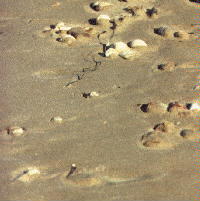 Sandprobe 2